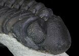 Bargain, Austerops Trilobite - Morocco #68758-5